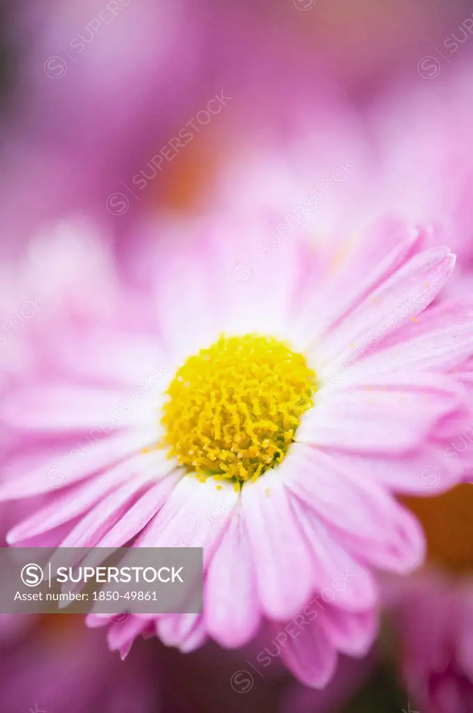 Single flower of Chrysanthemum 'Gladys' with pink petals surrounding yellow centre.