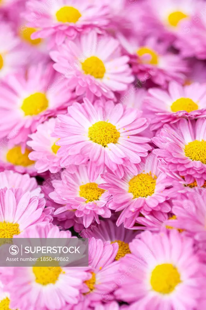 Filled frame of Chrysanthemum 'Gladys' with pink petals surrounding yellow centres.