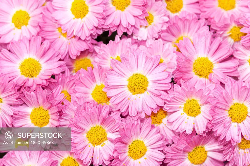 Filled frame of Chrysanthemum 'Gladys' with pink petals surrounding yellow centres.