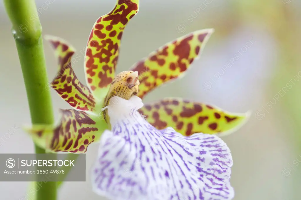 Flower of Zygopetalum orchid with showy, spotted patterned petals and lip in contrasting colours.