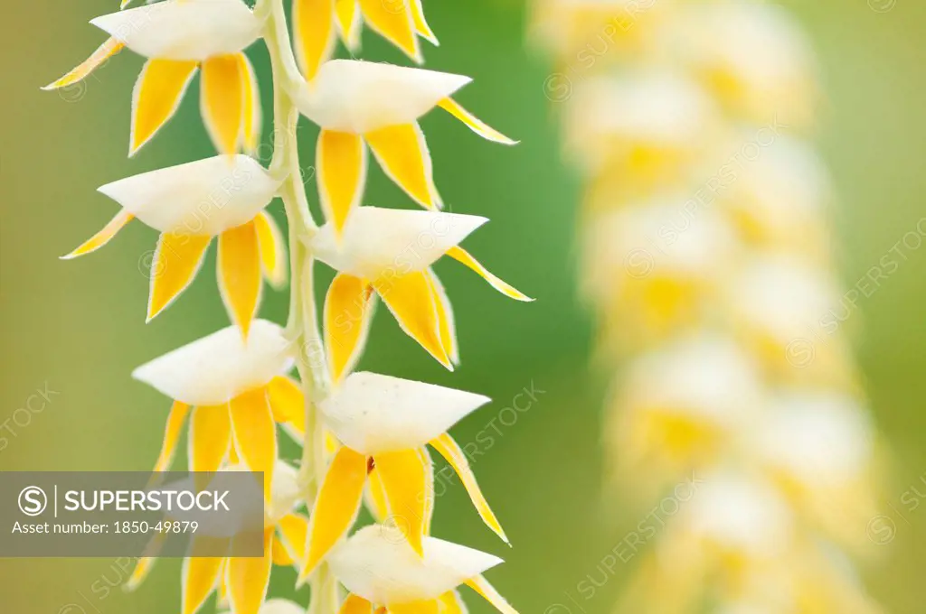 Close cropped view of cluster of white and yellow flowers of Dendrochilium cobbianum orchid growing from central stem in chain-like sequence, with another beyond.
