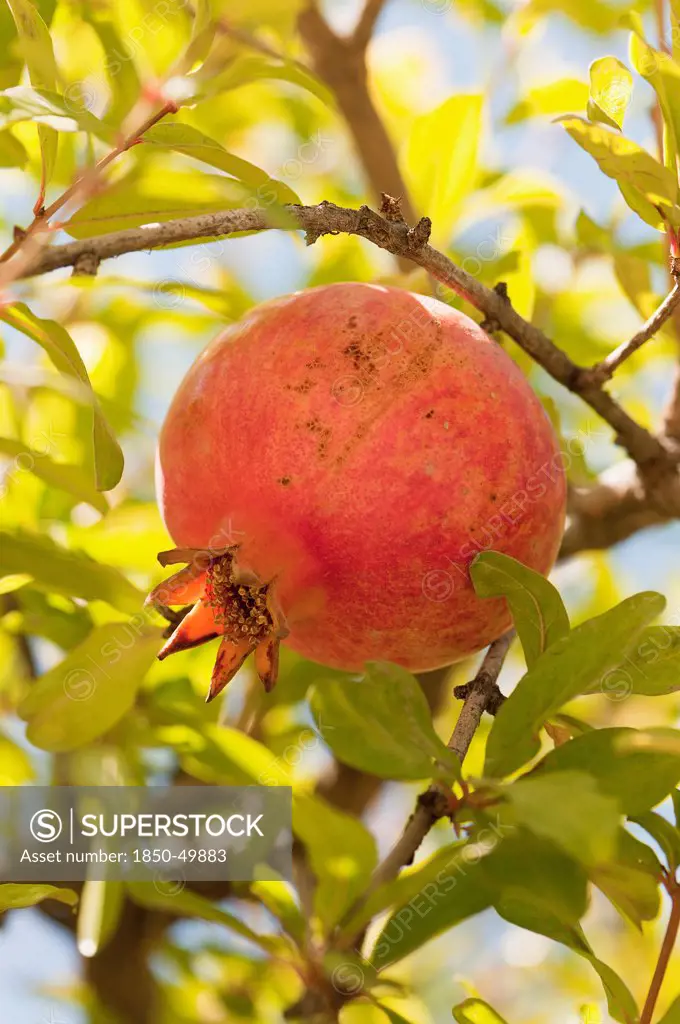 Greece, Fruit of Pomegranate growing from tree.