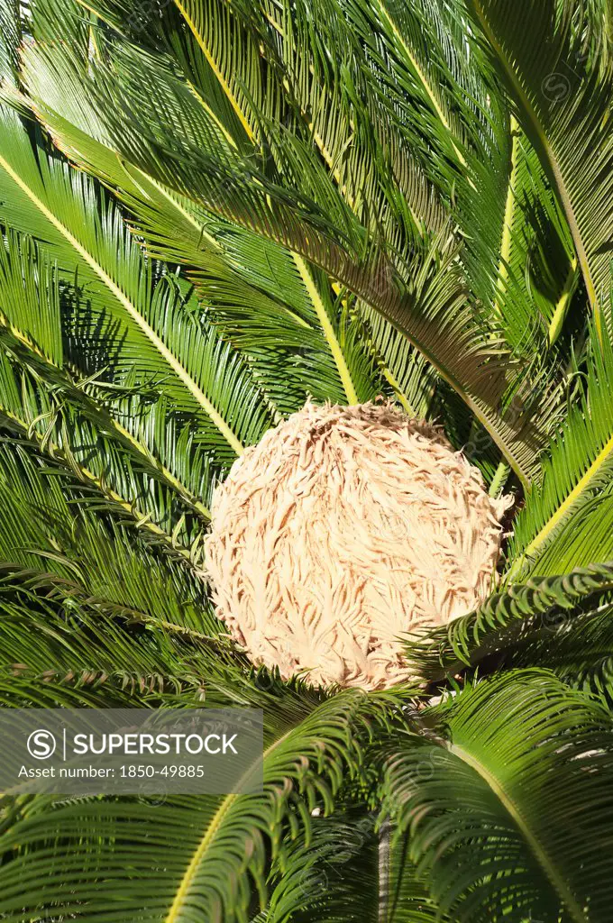Greece, Flower of female Sago palm encircled by glossy dark green foliage.