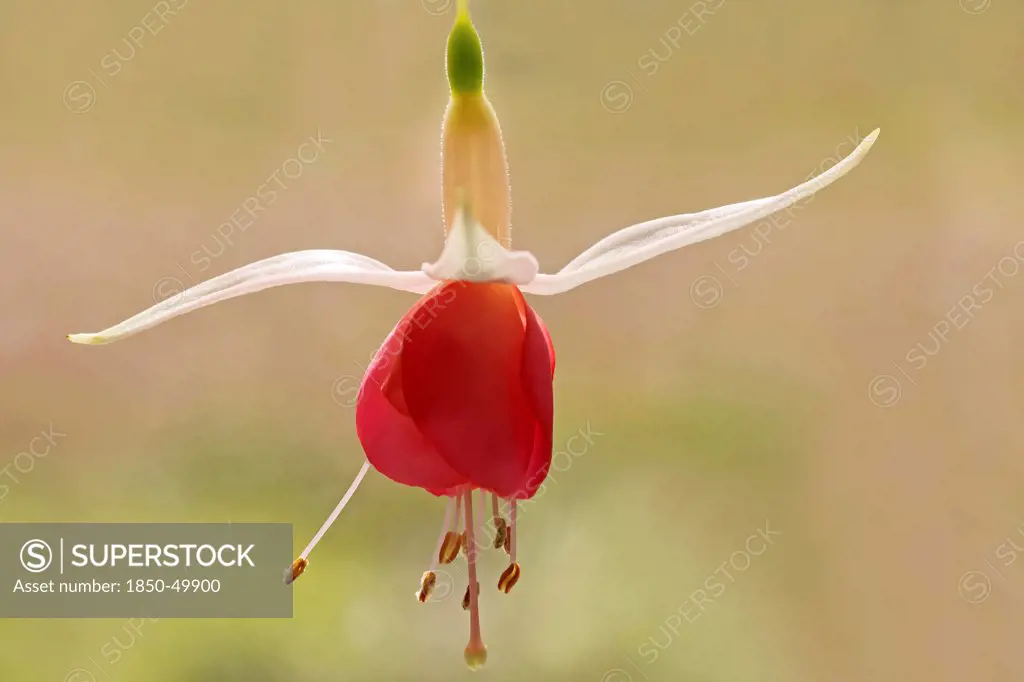 Single pendent blossom of Fuchsia cultivar with red petals and white sepals.