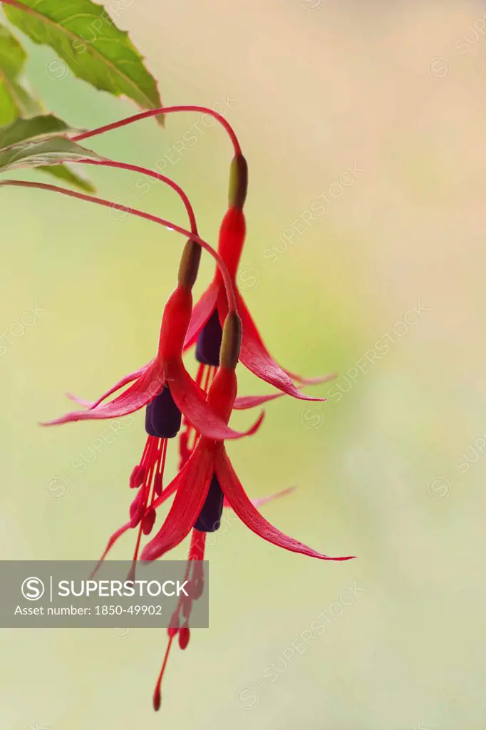 Pendent blossoms of Fuchsia magellanica with purple petals and red sepals.