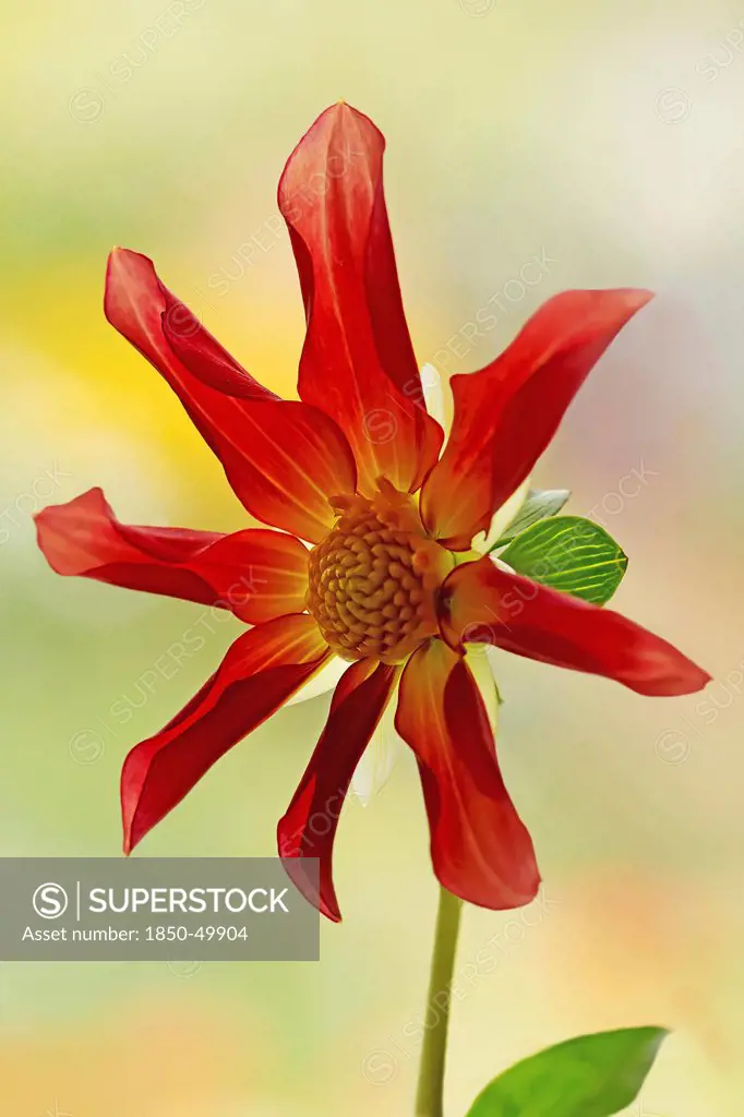 Dahlia Honka, Single flower with eight, incurved petals surrounding the centre.