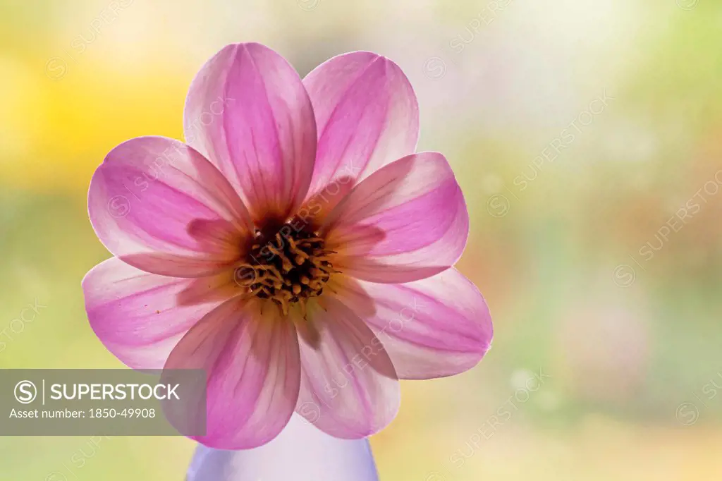 Single flower of Dahlia Mystic Dreamer, in vase placed in front of window with translucent, backlit pink petals.