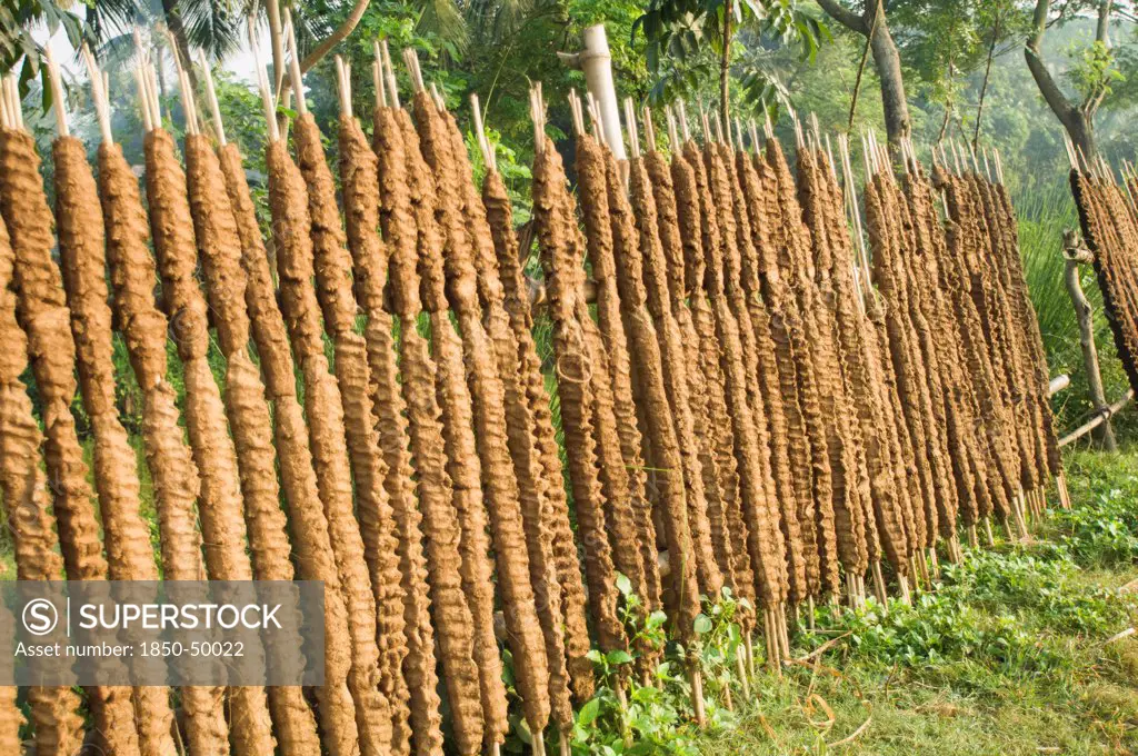Bangladesh, Rajshahi, Sticks of cow dung drying in the sun to be used as fuel.