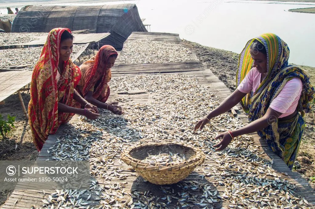Bangladesh, Rajshahi, Women outside sorting tables of small fish which are drying in the sun.