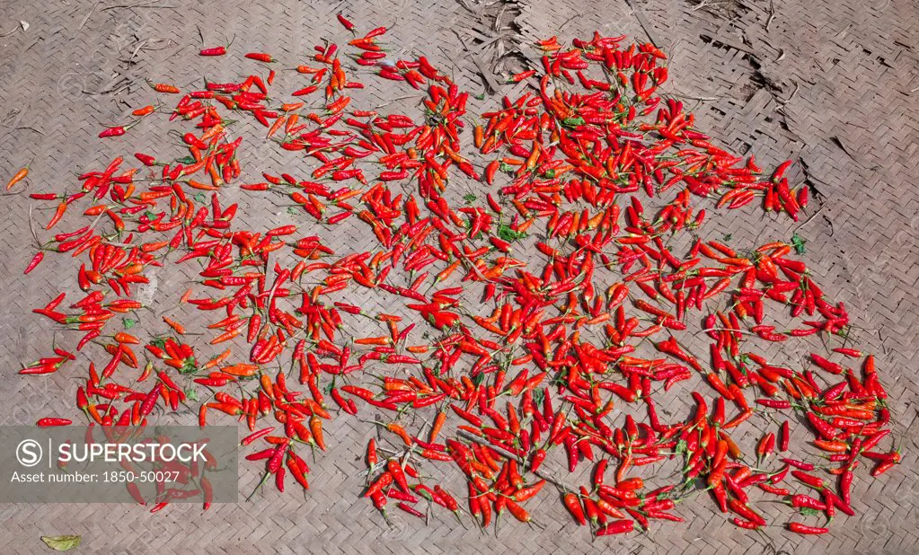 Laos, Mekong, Drying Red Peppers in Village on the Mekong River.