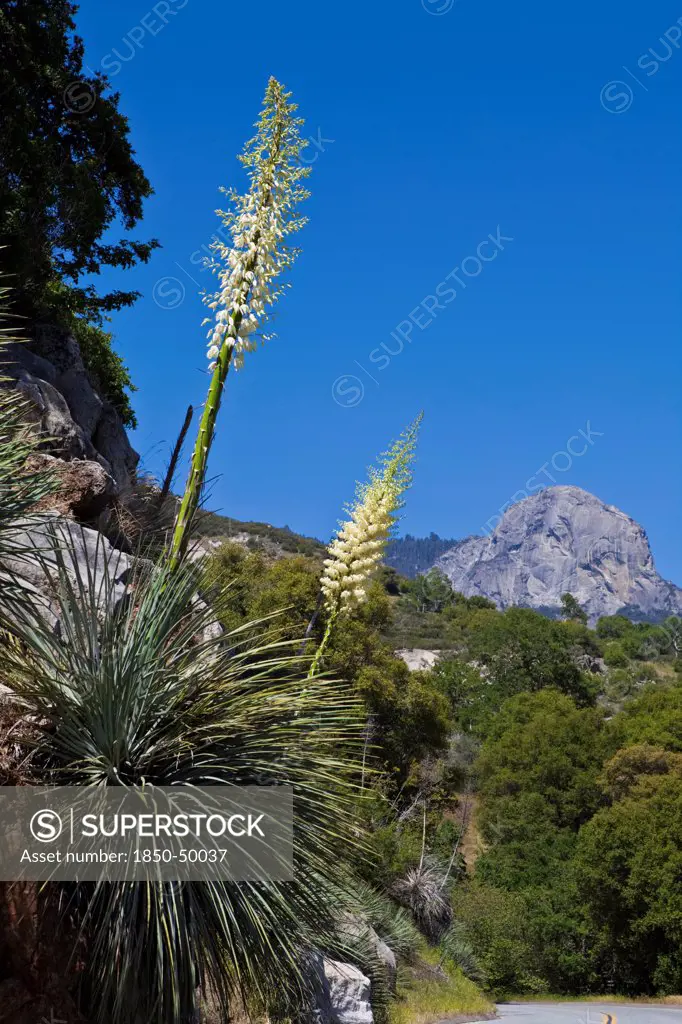 USA, California, Sequoia National Park, A Yucca Whippleb Percusa flower.