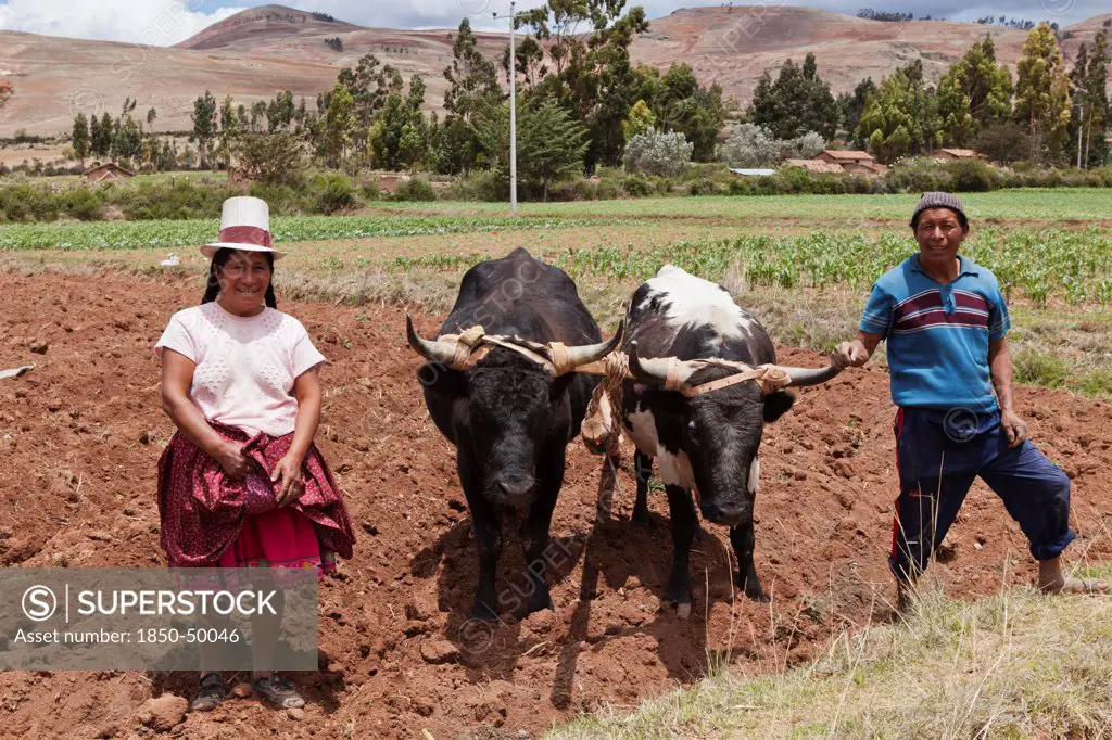 Peru, Chinchero, Husband and Wife farmers with their Oxen.