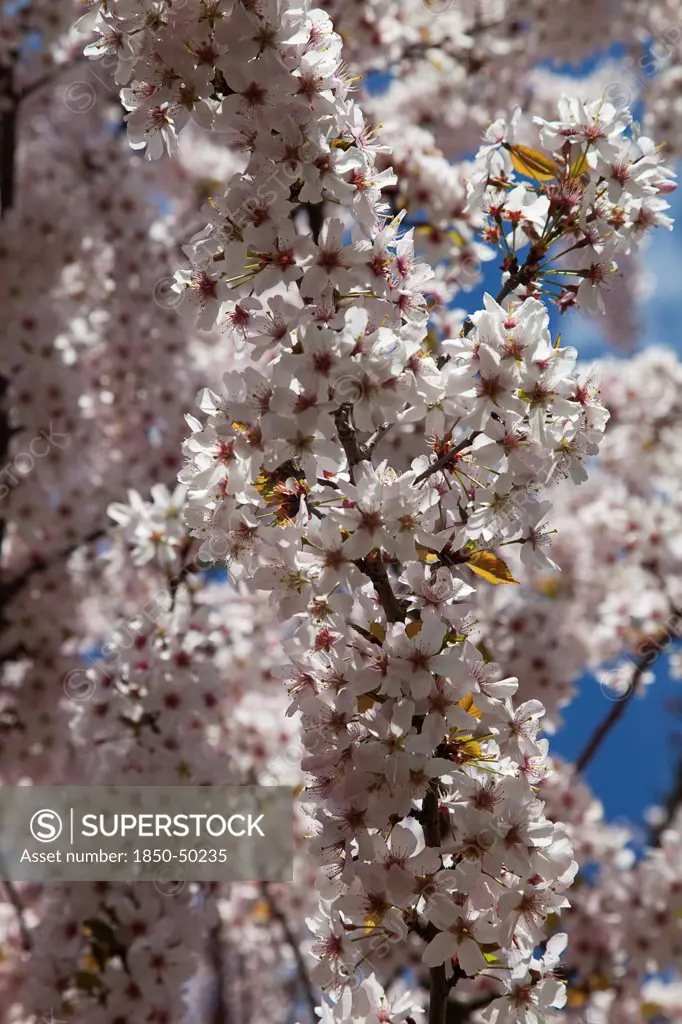 Plants, Flowers, Apple tree, Close up of Malus domestica branches with white blossoms.