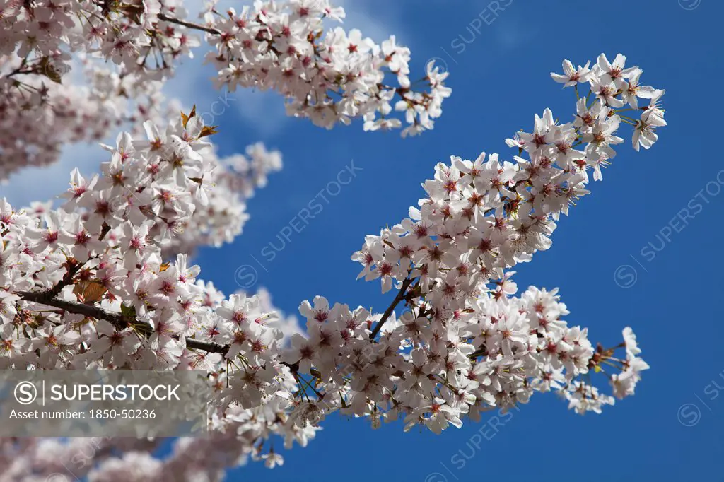 Plants, Flowers, Apple tree, Close up of Malus domestica branches with white blossoms.