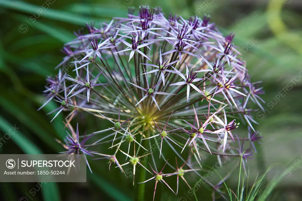 Plants, Flowers, Allium, Close up detail of Allium Christophii.