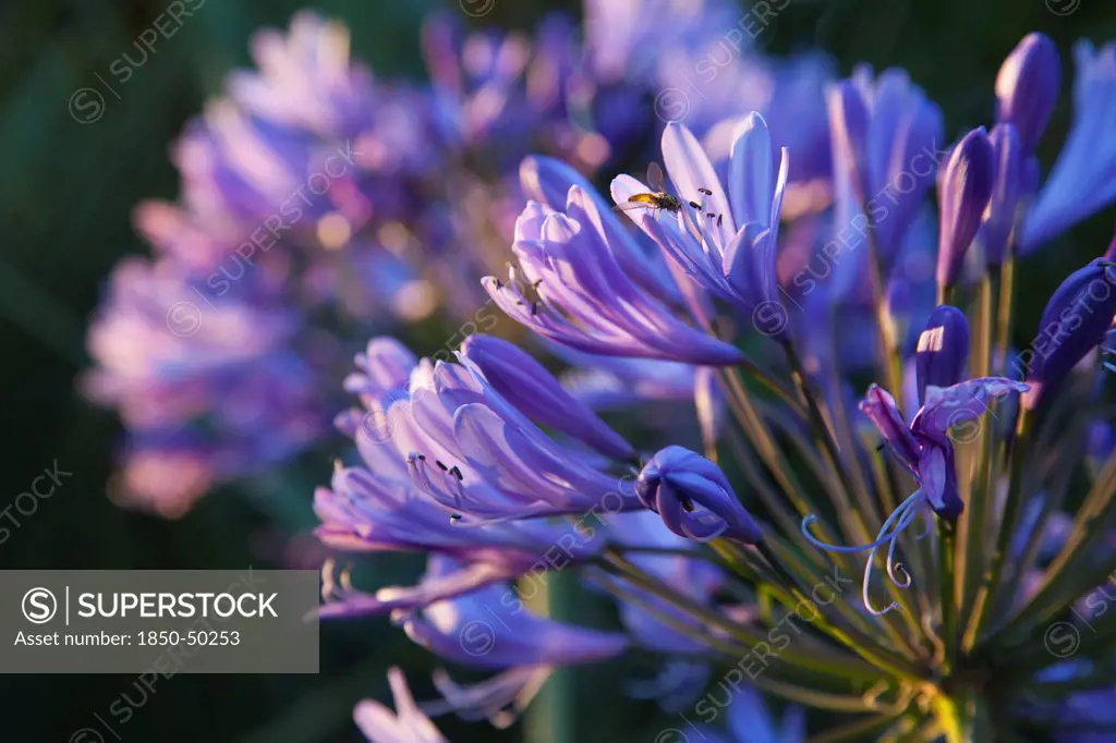Plants, Flowers, Agapanthus, Close up of fly on Agapanthus Africanus flower.