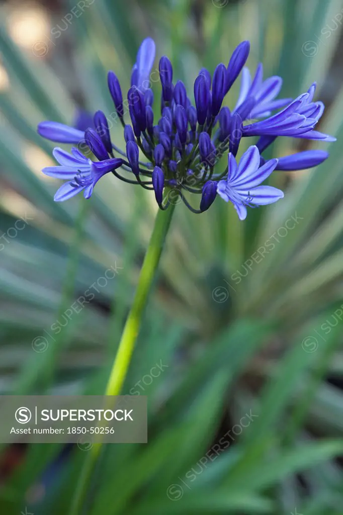 Plants, Flowers, Agapanthus, Close up Agapanthus Deep Blue flower.