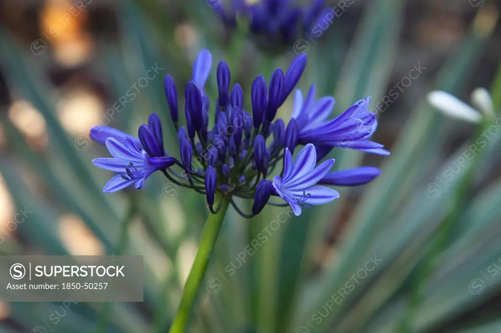 Plants, Flowers, Agapanthus, Close up Agapanthus Deep Blue flower.