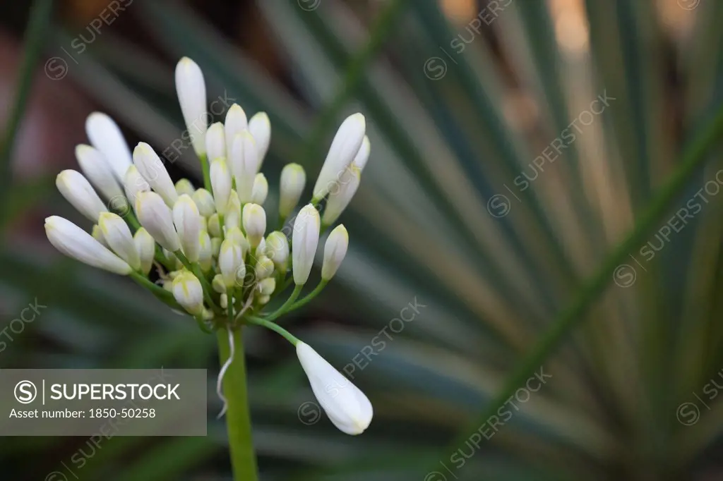 Plants, Flowers, Agapanthus, Close up of white Agapanthus buds.