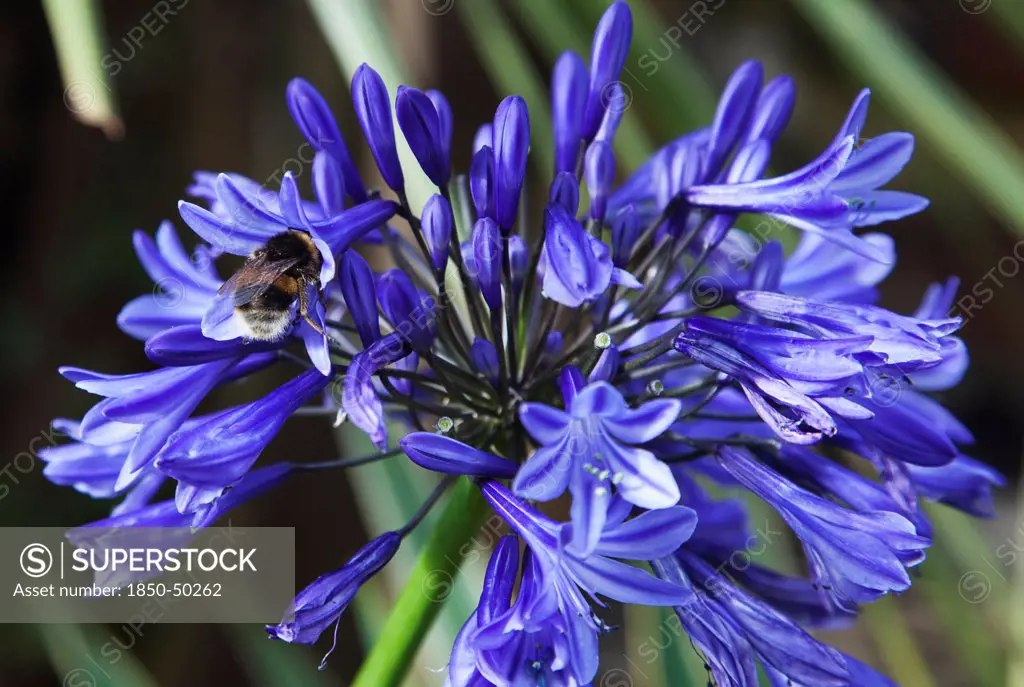 Plants, Flowers, Agapanthus, Bee on Agapanthus Africanus flower.