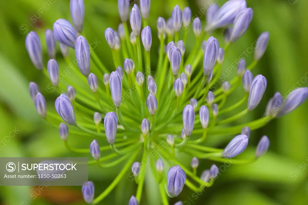 Plants, Flowers, Agapanthus, Close up of Agapanthus buds.