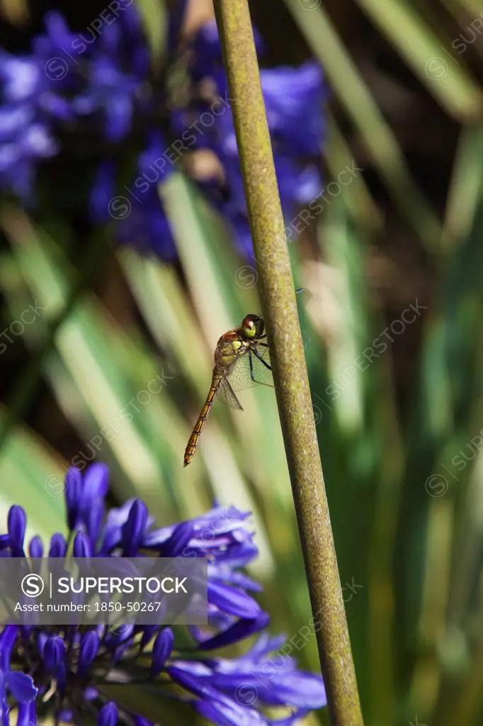 Plants, Flowers, Agapanthus, Dragonfly on Agapanthus.