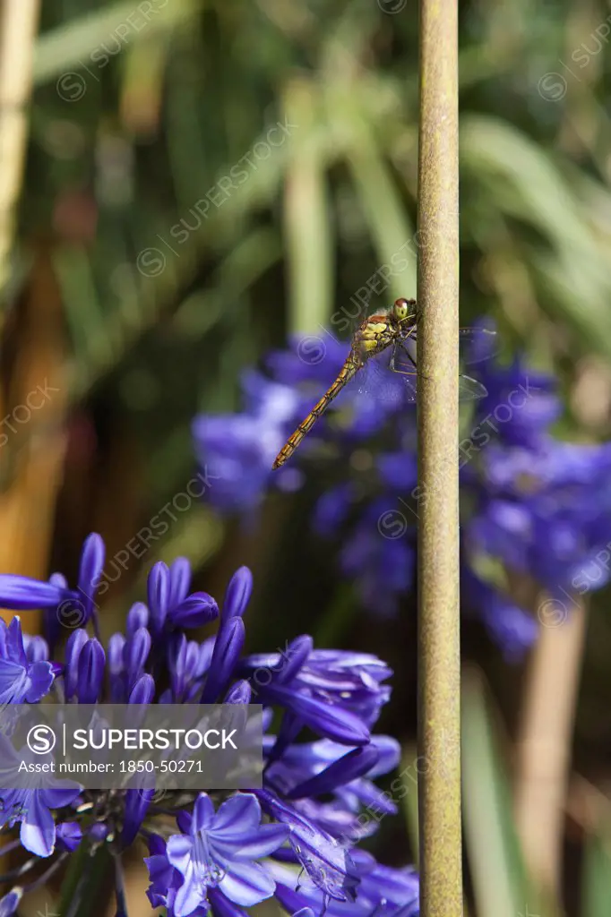 Plants, Flowers, Agapanthus, Dragonfly on Agapanthus.
