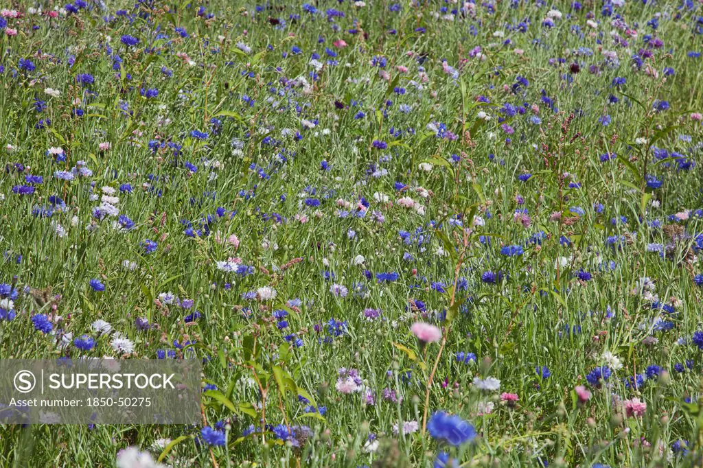 Plants, Flowers, Wild Flowers, Meadow of mixed wild flowers Cornflower and Daisies.
