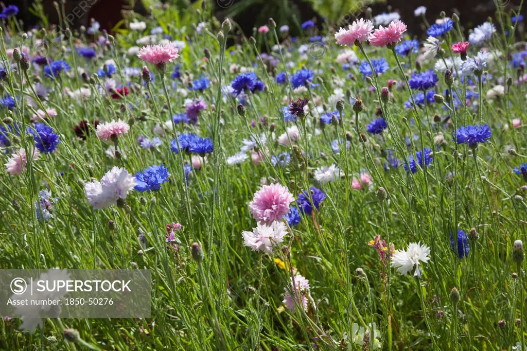Plants, Flowers, Wild Flowers, Meadow of mixed wild flowers Cornflower and Daisies.