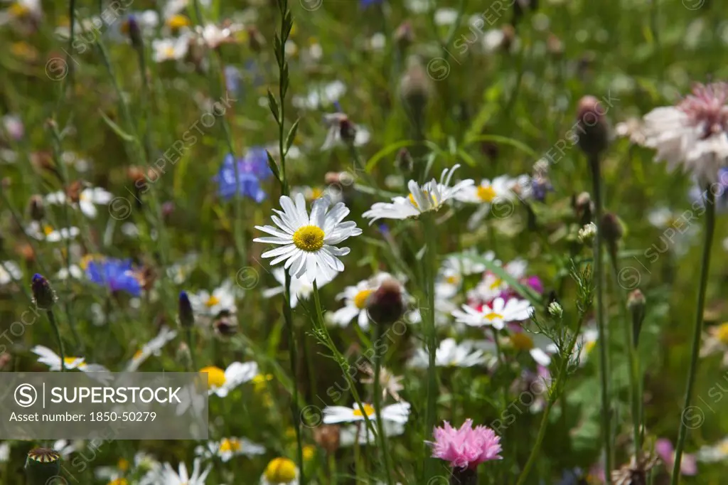 Plants, Flowers, Wild Flowers, Meadow of mixed wild flowers with Cornflowers and Daisies.