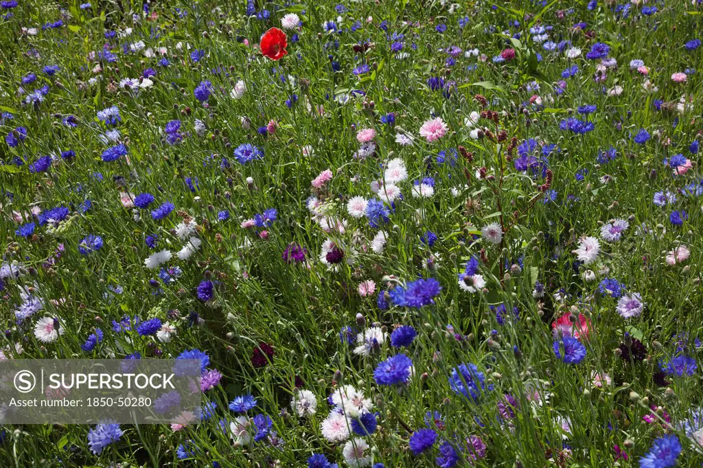 Plants, Flowers, Wild Flowers, Meadow of mixed wild flowers with Cornflower Daisies and Poppies.
