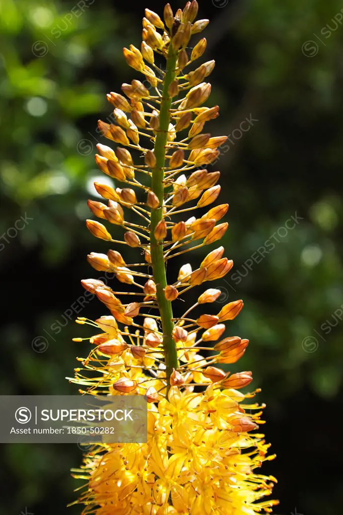 Plants, Flowers, Foxtail lily, Close up of orange coloured Foxtail lily Eremurus Cleopatra.