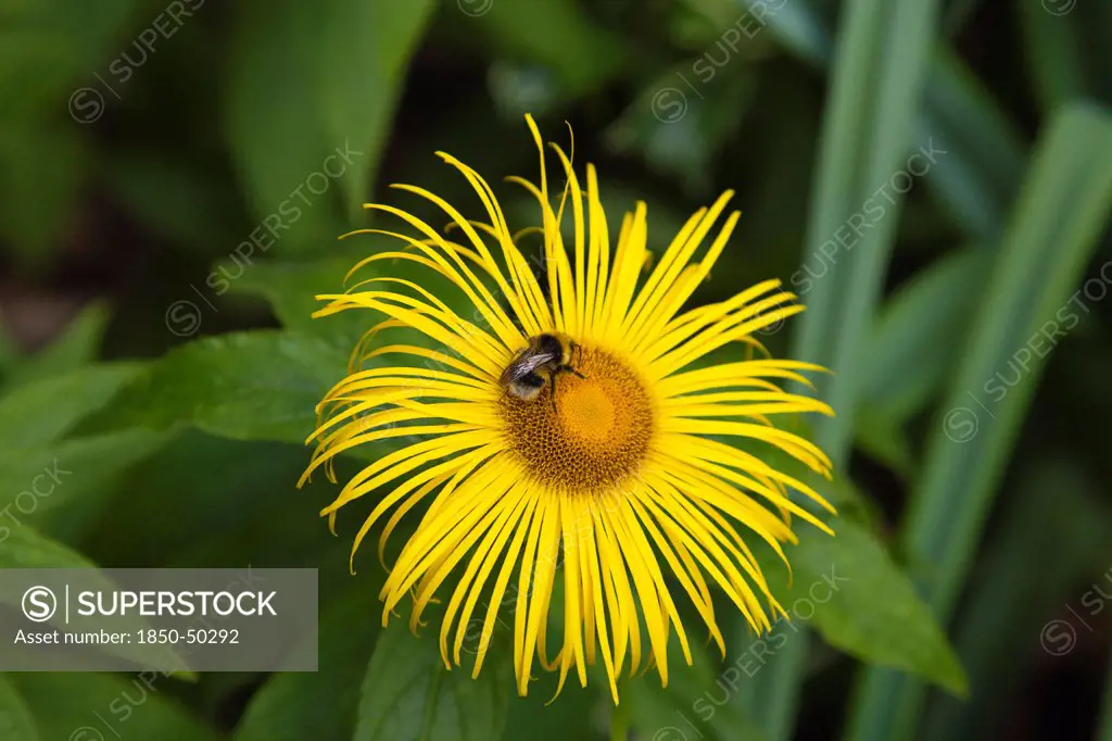 Plants, Flowers, Inula Hookeri, Bee on yellow coloured Inula Hookeri flower.