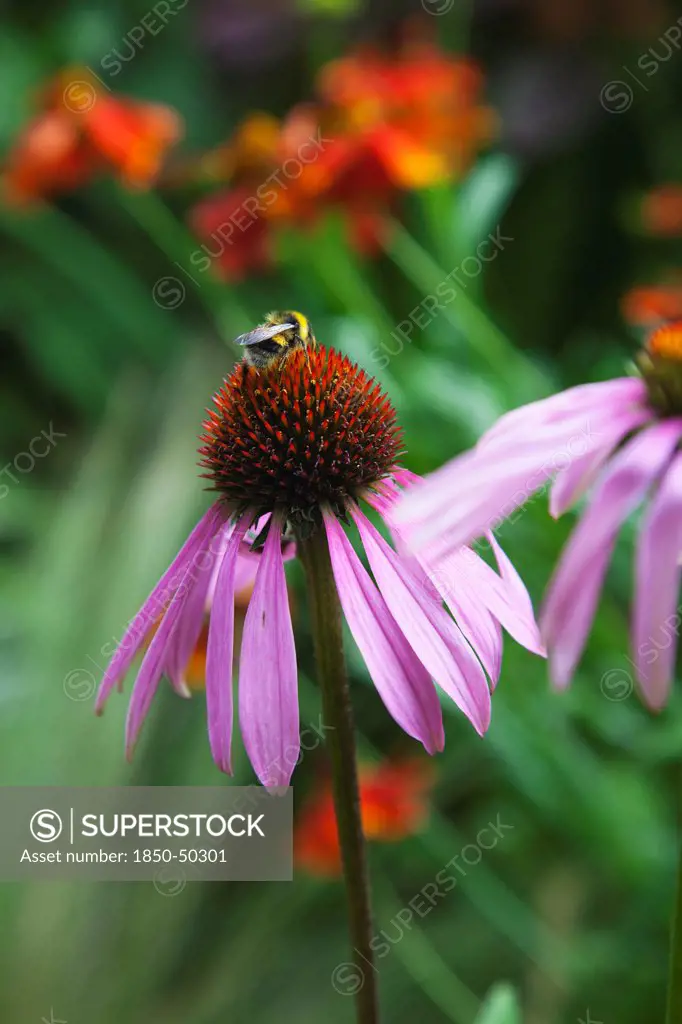 Plants, Flowers, Bee on Echinacea, Bee on Echinacea purpurea Purple Coneflower.