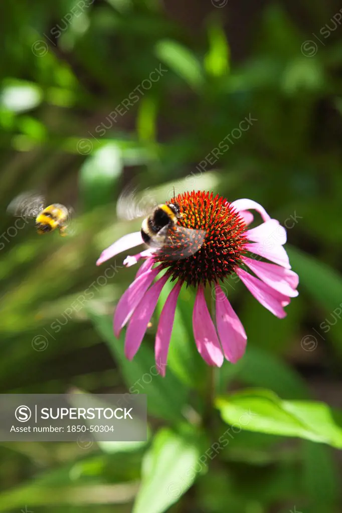 Plants, Flowers, Bee on Echinacea, Bee on Echinacea purpurea Purple Coneflower.