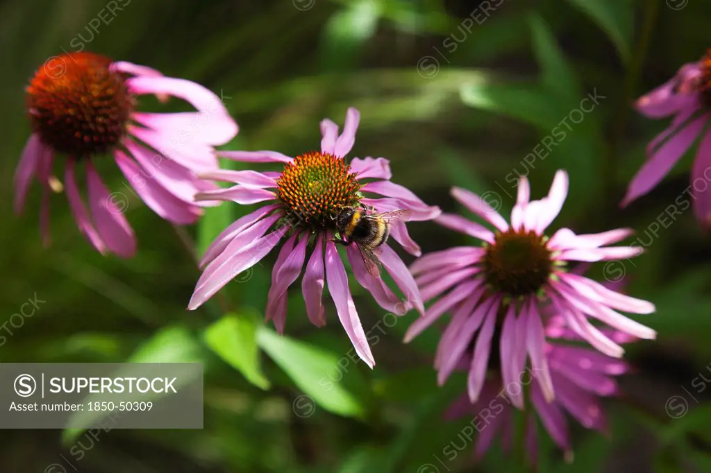 Plants, Flowers, Bee on Echinacea, Bee on Echinacea purpurea Purple Coneflower.