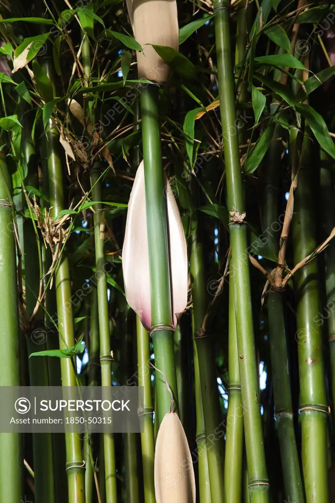 Plants, Bamboo, Close up of Semiarundinaria Fastuosa Bamboo growing in urban garden.