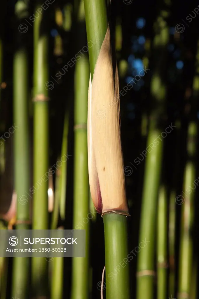 Plants, Flowers, Bamboo, Close up of Semiarundinaria Fastuosa Bamboo growing in urban garden.