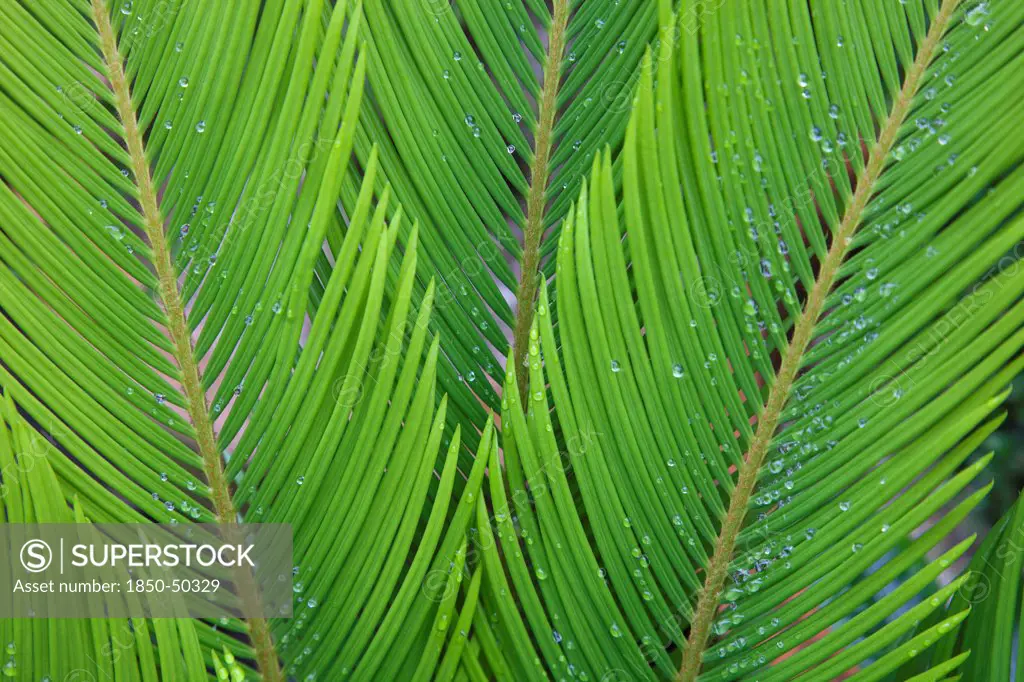 Plants, Sago Palm, Rain droplets on the leaves of Cycas Revoluta.