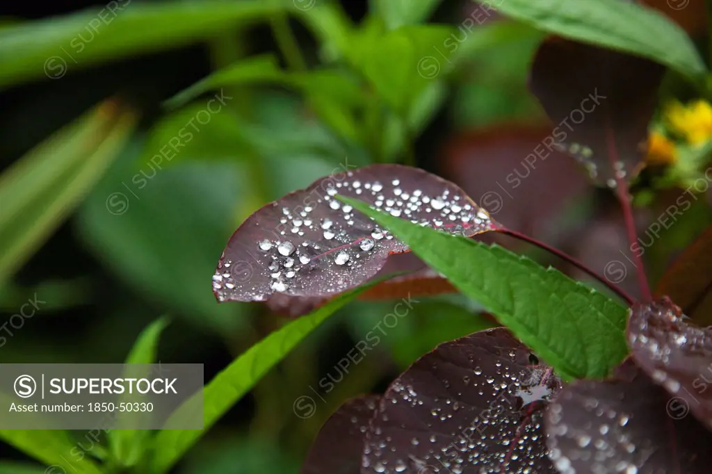 Plants, Smoke Bush, Water droplets on leaves of Cotinus Grace plant.