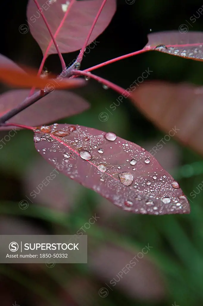 Plants, Smoke Bush, Water droplets on leaves of Cotinus Grace plant.