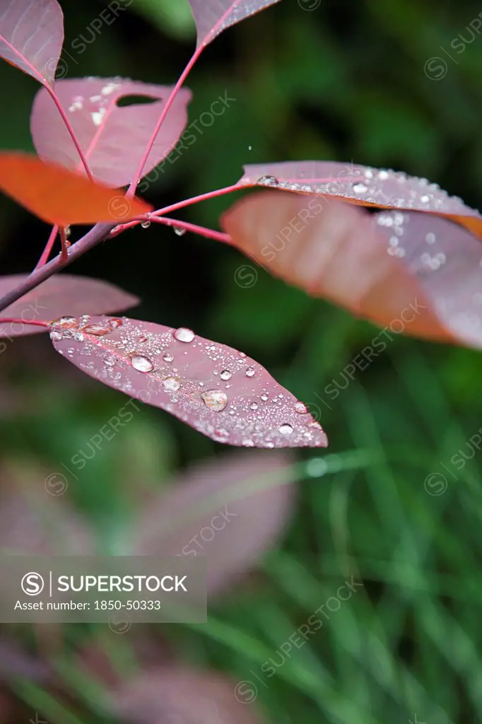 Plants, Smoke Bush, Water droplets on leaves of Cotinus Grace plant.