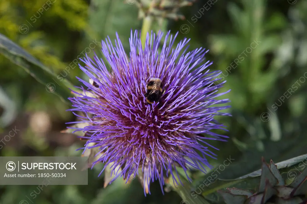 Plants, Flowers, Thistle, Bee on purple coloured Thistle.