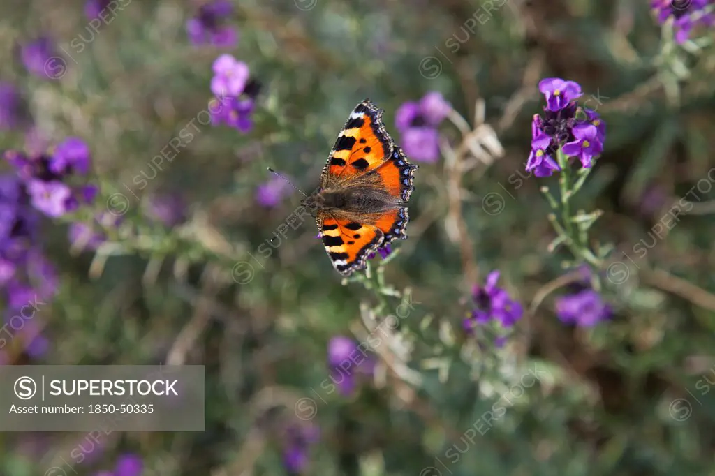 Plants, Flowers, Red Admiral butterfly on purple wild flower.