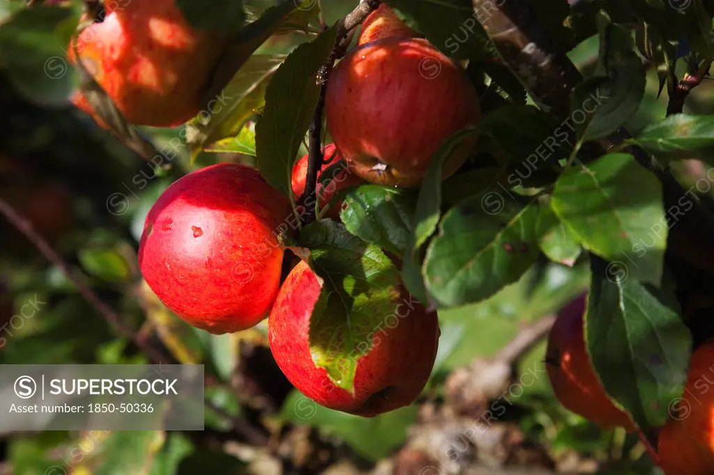 Plants, Fruit, Apples, Red Apples growing on tree.
