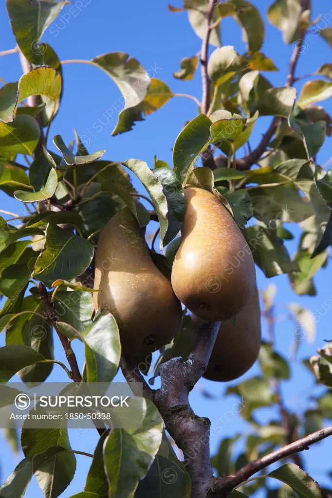 Plants, Fruit, Pears, Conference Pears growing on tree.