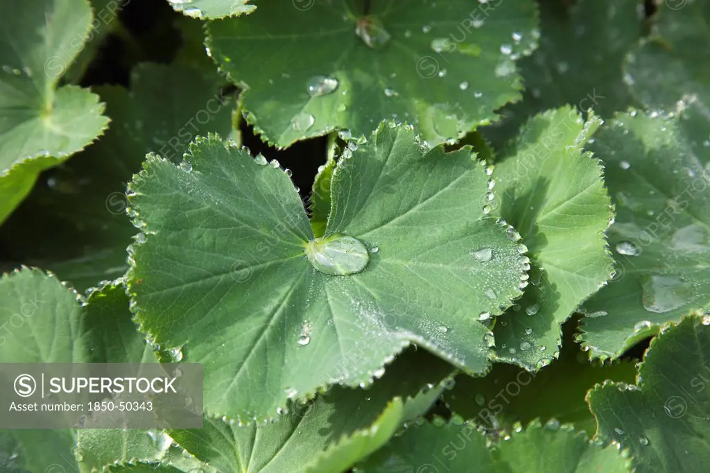 Plants, Ladys Mantle, Rain drops on green coloured Ladys Mantle leaves Alchemilla Mollis.