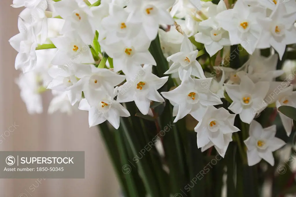 Plants, Flowers, Narcissus, Display of Paperwhite Narcissus.