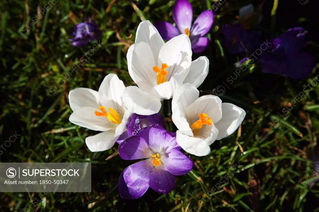 Plants, Flowers, Crocus, Low angled view of Crocuses growing wild amongst grass in public park.