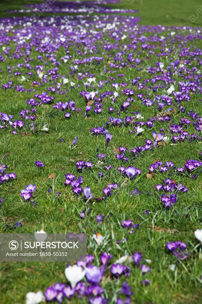 Plants, Flowers, Crocus, Low angled view of Crocuses growing wild amongst grass in public park.